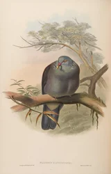 Palumbus elphinstonei = Columba elphinstonii